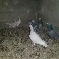 سرور|پرنده|مشهد, منزل آباد|دیوار