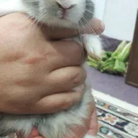 خرگوش زیبا|موش و خرگوش|سبزوار, توحیدشهر|دیوار