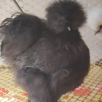 تخم نطفه دار وجوجه ابریشمی