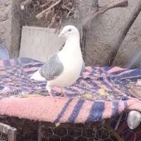 کبوتر|پرنده|مزایجان, |دیوار