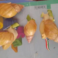 حلزون|خزنده|شیروان (خراسان), |دیوار