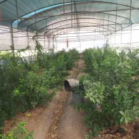 در خواست مشارکت در تبدیل گلخانه به کافه