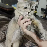 ۲ عدد بریتیش بلک گلد ماده فحل