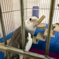 پرنده گمشده عروس هلندی