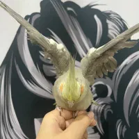 عروس هلندی دستی