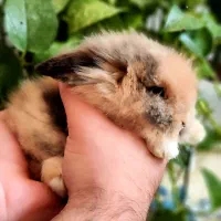 خرگوش لوپ اصیل