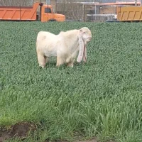 بزگلابی|حیوانات مزرعه|کرمانشاه, |دیوار