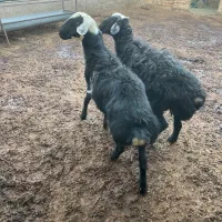 فروش. دوتا  بره نر چاق