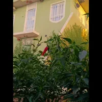 اجاره-روزانه-ویلا-گاوکشه