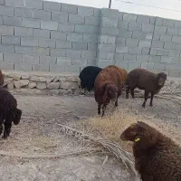 بره افشاری هترو