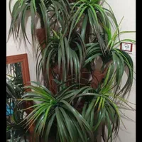 گلدان و درختچه|گل مصنوعی|بهبهان, |دیوار