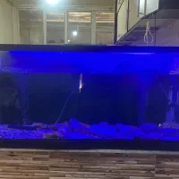 آکواریوم سالم با لوازم|ماهی|فردیس, شهرک ۱۱۰|دیوار
