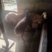 دو عدد بره نر سرحال و سالم