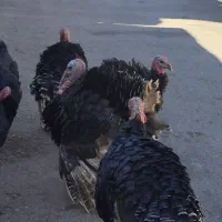 بوقلمون|حیوانات مزرعه|دیشموک, |دیوار