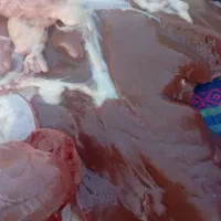 گوسفند و گوشت تازه وگرم از 2کیلو به بالا