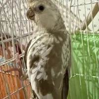 جوجه عروس هلندی سرلاکی|پرنده|پرهسر, |دیوار