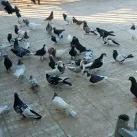 پرنده|پرنده|کوهسرخ, |دیوار