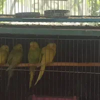 ۵عدد مرغ عشق خوشرنگ