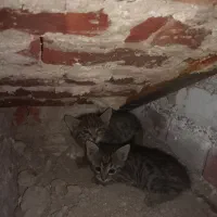واگذاری بچه گربه