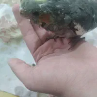 جوجه   عروس   هلندی  سرلایک|پرنده|کرج, حیدرآباد|دیوار