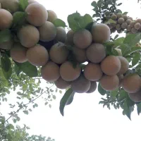 دوهکتارباغ راین