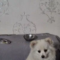 پامرروباهی سایزریزماده دمه فحل|سگ|اصفهان, شفق|دیوار