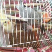 عروس هلندی|پرنده|قم, ولیعصر|دیوار