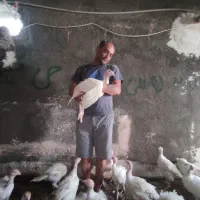 ۱۰۰۰ عدد جوجه بوقلمون بیوتی ۶ گوشتی سالم ۵۵ روزه|حیوانات مزرعه|مشهد, توس (بلوار توس)|دیوار