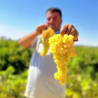 انواع نهال انگور|خدمات باغبانی و درختکاری|نطنز, |دیوار