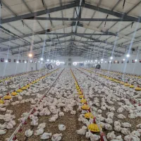 کارگر مرغداری در بستان آباد