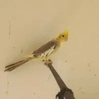 عدوس هلندی قیمت بسیار مناسب|پرنده|لالجین, |دیوار