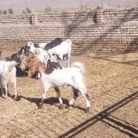 بز فروشی
