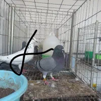 پلاکی|پرنده|چغادک, |دیوار