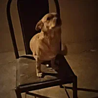 سگ آروم|سگ|قم, آزادگان|دیوار