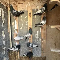 ۸ تا کفتر کله سینه پرشی|پرنده|مشهد, رضاشهر|دیوار