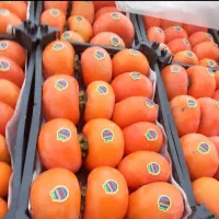 فروش خرمالو