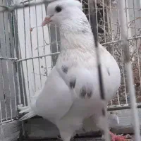 کفتر|پرنده|گناباد, |دیوار
