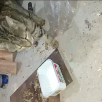 گربه گمشده|حیوانات|مشهد, توس فردوسی|دیوار