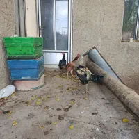 لاری بی نقص|حیوانات مزرعه|دینور, |دیوار