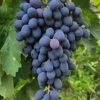 نهالستان پسته و ارقام میوه های دیرگل پالیز|خدمات باغبانی و درختکاری|مزایجان, |دیوار