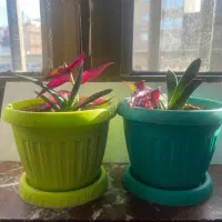 دوعدد گل به همراه گلدان