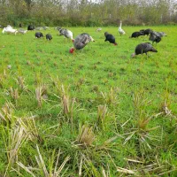 بوقلمون وخروس|حیوانات مزرعه|سنگر, |دیوار