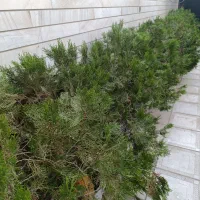 درختچه کامیس طلایی