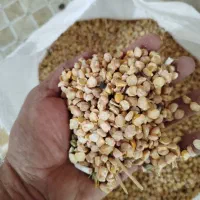 نخود لپه مناسب فلافل و آبگوشت