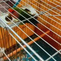 پرنده کوتوله