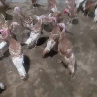 فروش جوجه بوقلمون بوربون