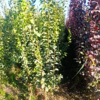 نـهــالـهـای پــیوندی وغـیرپیوندی واصــلاح شده|خدمات باغبانی و درختکاری|میانه, |دیوار