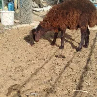 فروش بره همو، هترو. بهترین کیفیت|حیوانات مزرعه|شاهرود, |دیوار