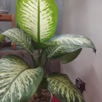 گل دیفن و کاجی