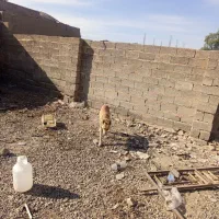 سگ ژرمن ماده|سگ|عنبرآباد, |دیوار